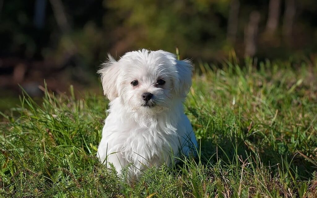 Comment bien commencer le dressage d’un chiot  ?