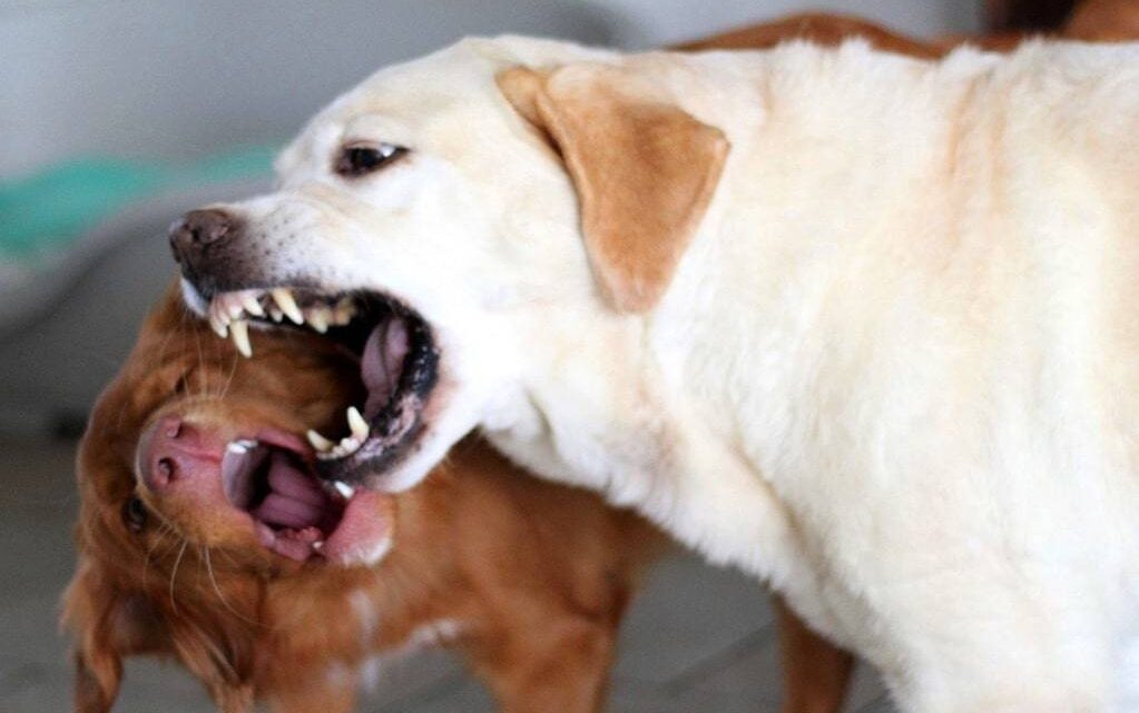 Des solutions pour les propriétaires de chiens agressifs