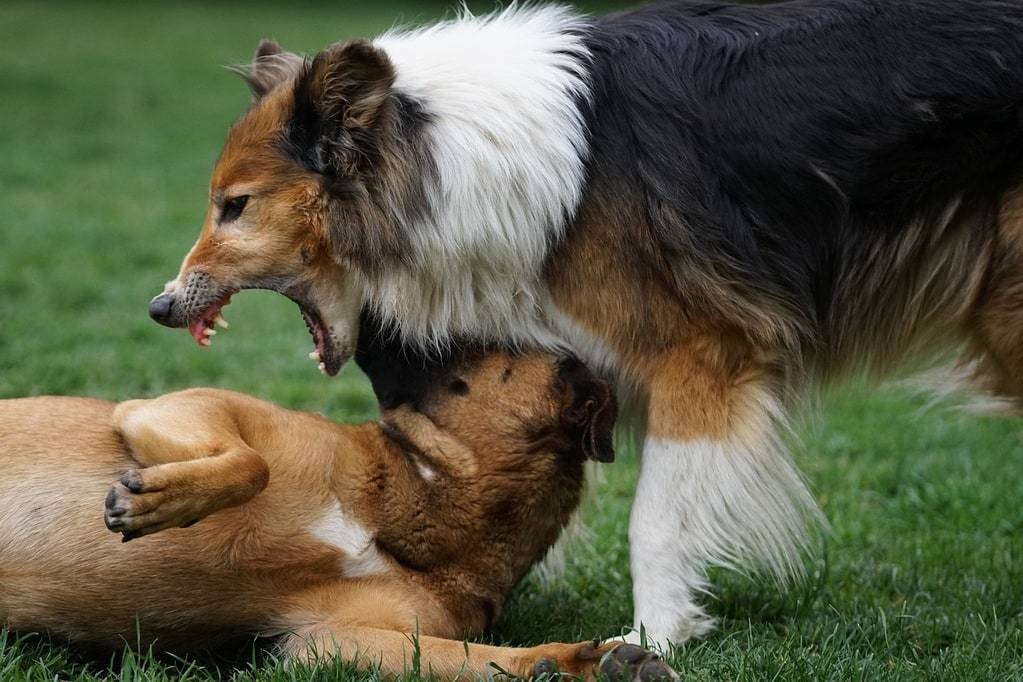 Des solutions pour les propriétaires de chiens agressifs