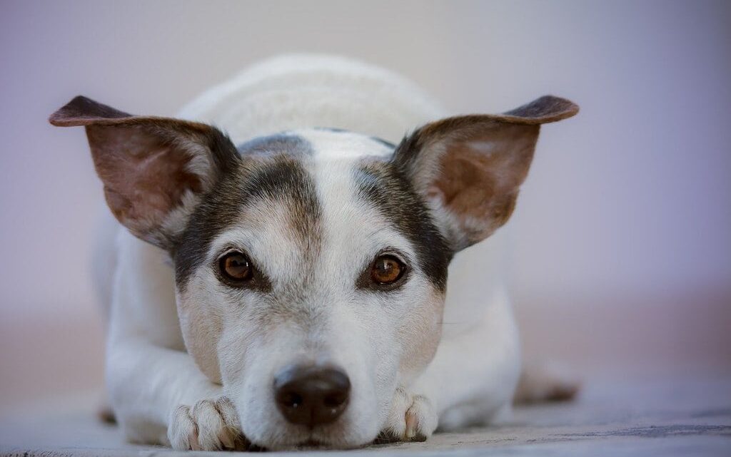 Les bons réflexes à adopter pour bien s’occuper d’un chien senior