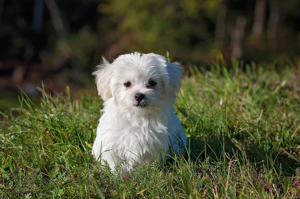 Les bons réflexes à adopter pour bien s'occuper d'un chien senior